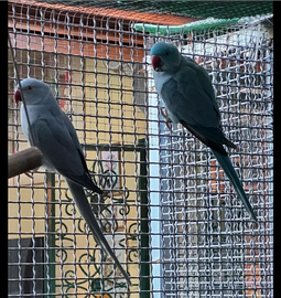 Coppia parroccotto dal collare