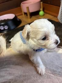 Disponibili splendidi cuccioli di Maltese