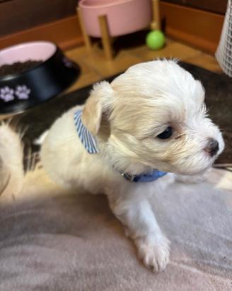 Disponibili splendidi cuccioli di Maltese