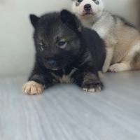Husky