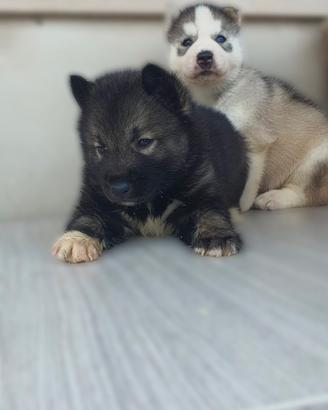 Husky