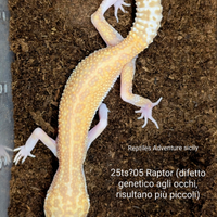 Geco leopardino