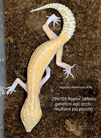 Geco leopardino