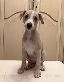 Whippet Cuccioli