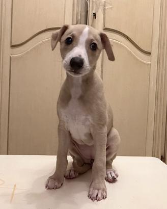 Whippet Cuccioli