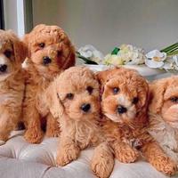 Maltipoo cuccioli