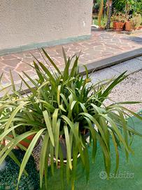 orchidea cymbidium