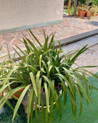 orchidea cymbidium