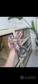 Pantherophis guttatus