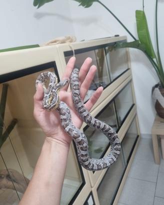 Pantherophis guttatus