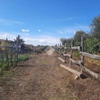 TER. AGRICOLO A ALBANO LAZIALE