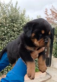 Rottweiler
