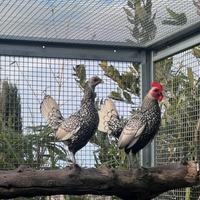 Galline