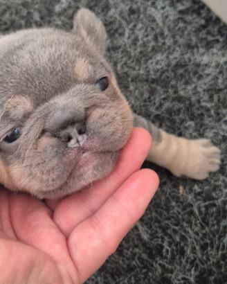 Bulldog francese esotico