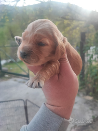 Cocker Spaniel Inglese Cuccioli