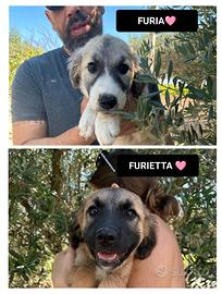 Furietta e furia