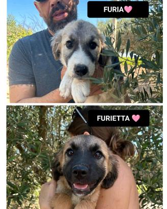 Furietta e furia
