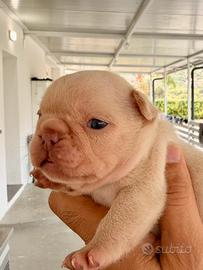 Bulldog francese