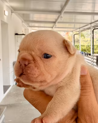 Bulldog francese