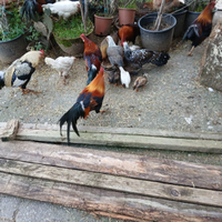 Galletti/galline Phoenix