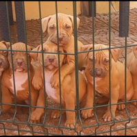 Pitbull american terrier