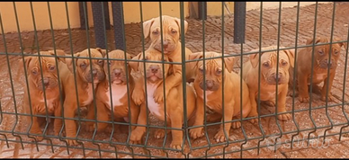 Pitbull american terrier