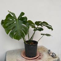 Monstera