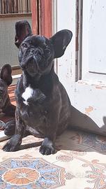 Buldog francese