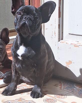 Buldog francese