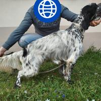 Setter Inglese
