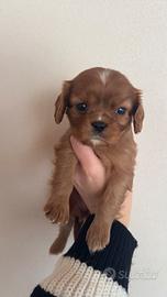 Cucciola di Cavalier King