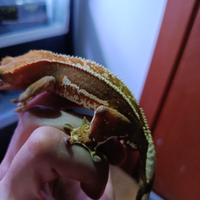 Geco Ciliatus - Crestato Maschio