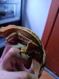 Geco Ciliatus - Crestato Maschio