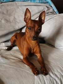 Cagnolino