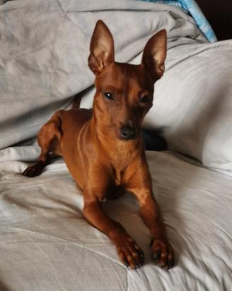 Cagnolino