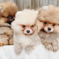 Cuccioli di spitz pomerania maschi femmine