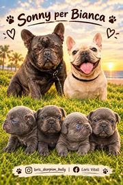 Bulldog francese