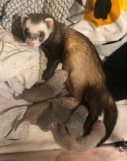 Furetti cuccioli