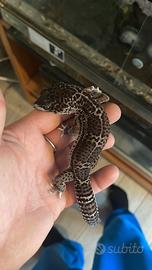 Terrari più gechi più accessori