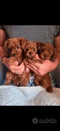 cuccioli barboncino toy