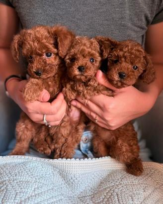 cuccioli barboncino toy