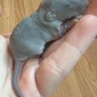 Ratti domestici