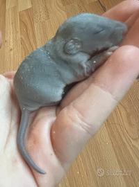 Ratti domestici
