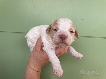 Lagotto Romagnolo cuccioli
