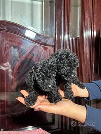 Barboncino, piccolissimo , minitoy