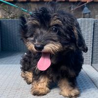 Cucciola Maltipoo nera