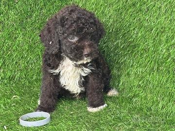 Lagotto romagnolo