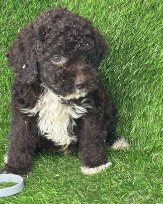 Lagotto romagnolo