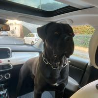 Cane corso maschio 12 mesi