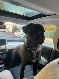 Cane corso maschio 12 mesi